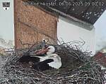 Capi_Dubne_20250506_090002.jpg