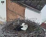 Capi_Dubne_20250506_090503.jpg
