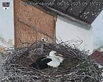 Capi_Dubne_20250506_091503.jpg