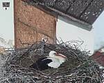 Capi_Dubne_20250506_093004.jpg