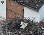 Capi_Dubne_20250506_094003.jpg
