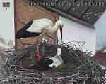 Capi_Dubne_20250506_095003.jpg