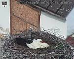 Capi_Dubne_20250506_100004.jpg