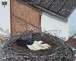 Capi_Dubne_20250506_100502.jpg