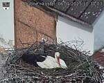 Capi_Dubne_20250506_103003.jpg