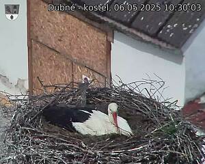 Capi_Dubne_20250506_103003.jpg (1350 x 1080)