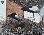 Capi_Dubne_20250506_103504.jpg