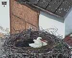 Capi_Dubne_20250506_104002.jpg