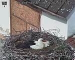 Capi_Dubne_20250506_105003.jpg