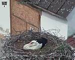 Capi_Dubne_20250506_111004.jpg