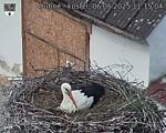 Capi_Dubne_20250506_111504.jpg