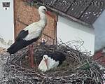 Capi_Dubne_20250506_113003.jpg