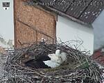 Capi_Dubne_20250506_114003.jpg