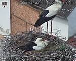 Capi_Dubne_20250506_114503.jpg
