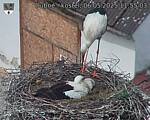 Capi_Dubne_20250506_115503.jpg