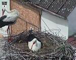 Capi_Dubne_20250506_130003.jpg