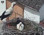 Capi_Dubne_20250506_130503.jpg