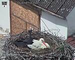 Capi_Dubne_20250506_131503.jpg