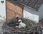 Capi_Dubne_20250506_132002.jpg