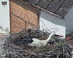 Capi_Dubne_20250506_132503.jpg