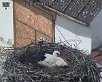 Capi_Dubne_20250506_133502.jpg