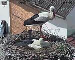 Capi_Dubne_20250506_135003.jpg