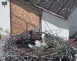 Capi_Dubne_20250506_135503.jpg