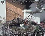 Capi_Dubne_20250506_140003.jpg