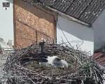 Capi_Dubne_20250506_140503.jpg