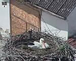 Capi_Dubne_20250506_141502.jpg