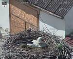 Capi_Dubne_20250506_142003.jpg