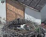 Capi_Dubne_20250506_142503.jpg