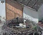 Capi_Dubne_20250506_143003.jpg