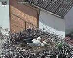 Capi_Dubne_20250506_143503.jpg