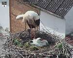 Capi_Dubne_20250506_144503.jpg