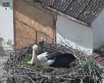 Capi_Dubne_20250506_145002.jpg