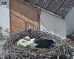 Capi_Dubne_20250506_150002.jpg