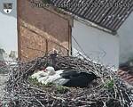 Capi_Dubne_20250506_150502.jpg