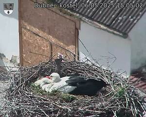 Capi_Dubne_20250506_150502.jpg (1350 x 1080)