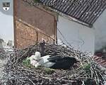 Capi_Dubne_20250506_151003.jpg