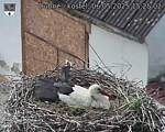 Capi_Dubne_20250506_152502.jpg