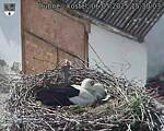 Capi_Dubne_20250506_153003.jpg