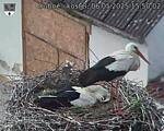Capi_Dubne_20250506_155002.jpg