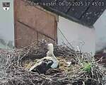 Capi_Dubne_20250506_174503.jpg