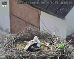 Capi_Dubne_20250506_180503.jpg