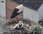Capi_Dubne_20250506_181003.jpg