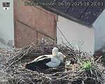 Capi_Dubne_20250506_182003.jpg
