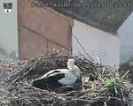 Capi_Dubne_20250506_182502.jpg