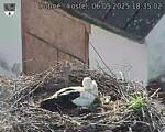 Capi_Dubne_20250506_183502.jpg