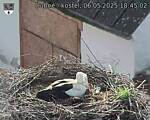 Capi_Dubne_20250506_184502.jpg